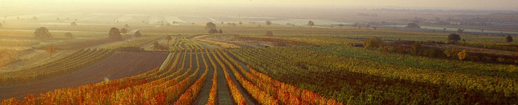 Neusiedlersee / Leithaberg