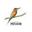 Pitnauer logobild